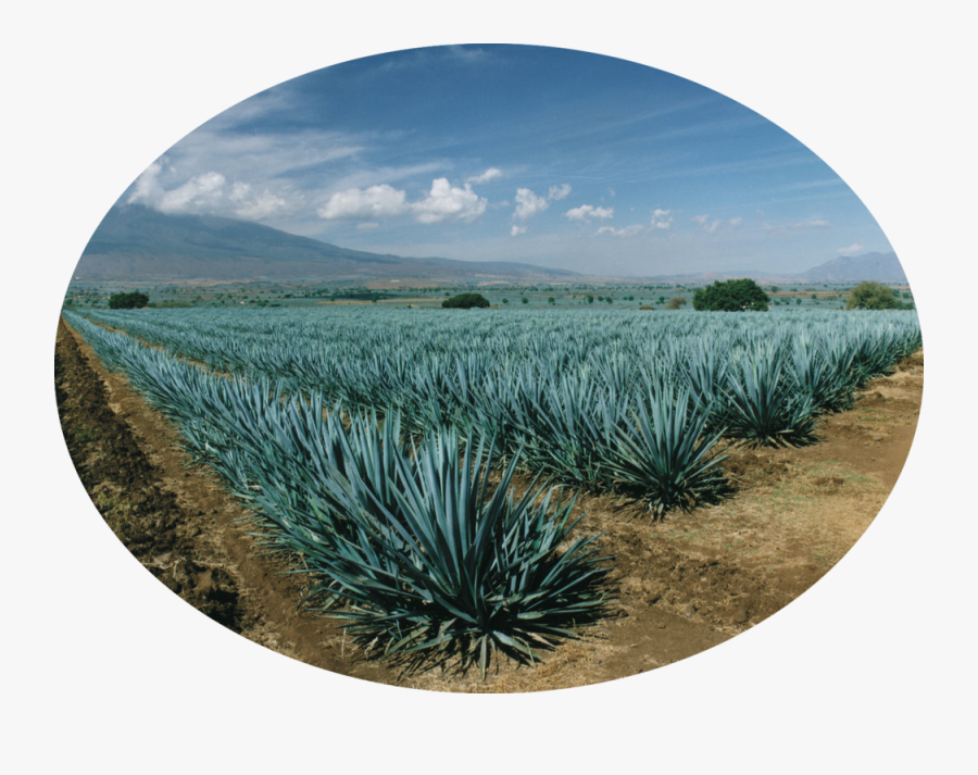 Clip Art Agave Field - Transparent Blue Agave Plant, Transparent Clipart