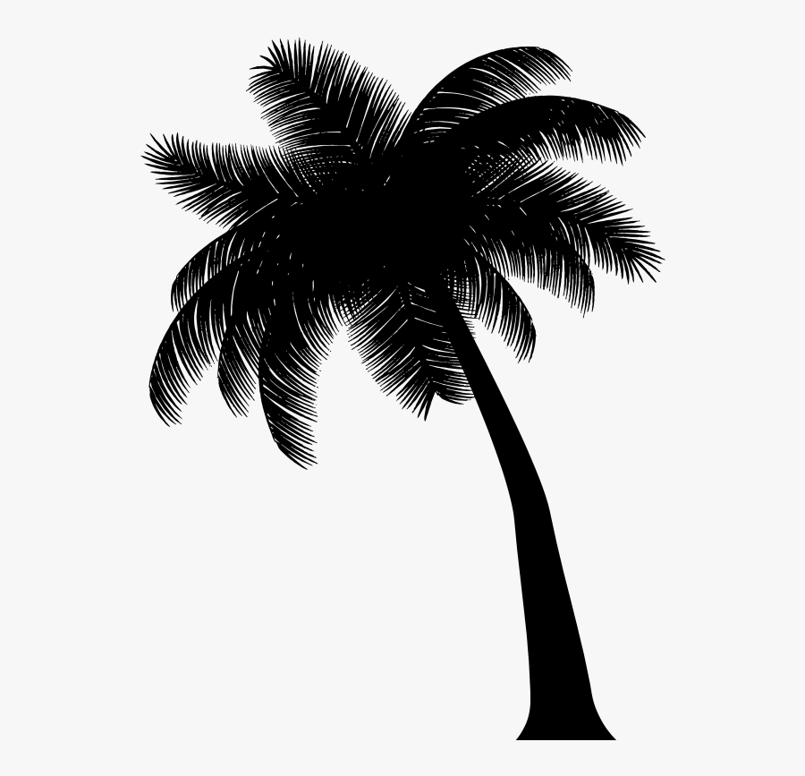Asian Palmyra Palm Black & White - Attalea Speciosa, Transparent Clipart