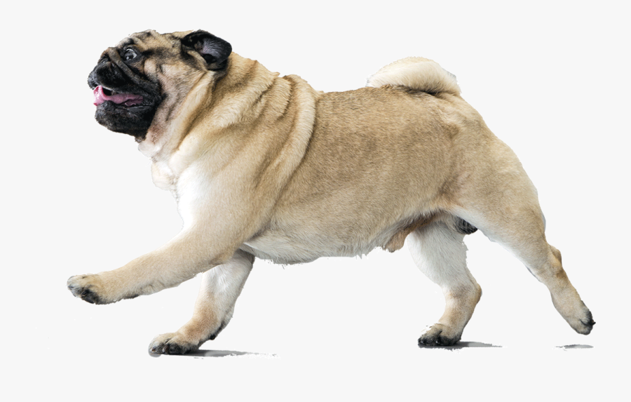 Pug Head Png - Pug In A Pumpkin, Transparent Clipart