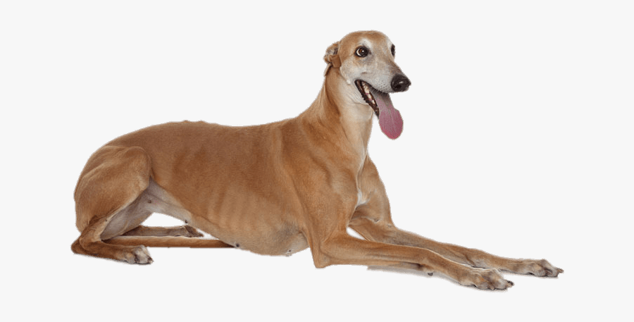 Greyhound Lying Down - Italian Greyhound Laying Down, Transparent Clipart