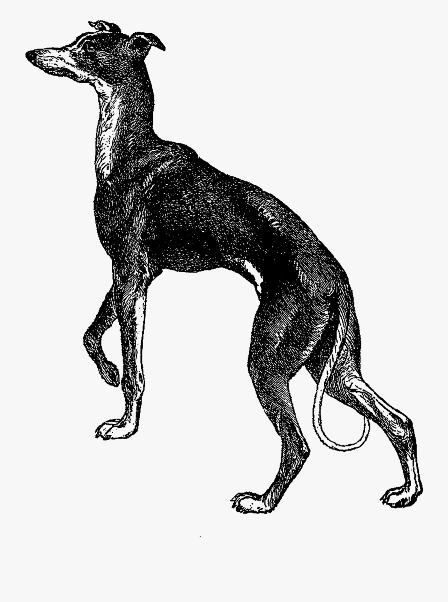 Rampur Greyhound, Transparent Clipart