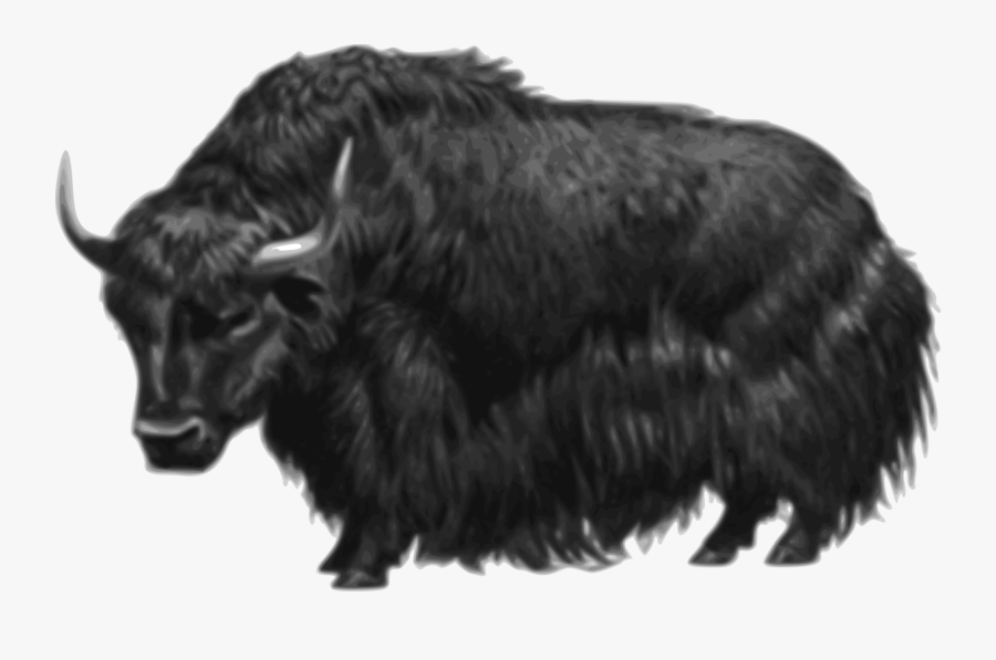 Domestic Yak Tibet Gray - Yak Png, Transparent Clipart