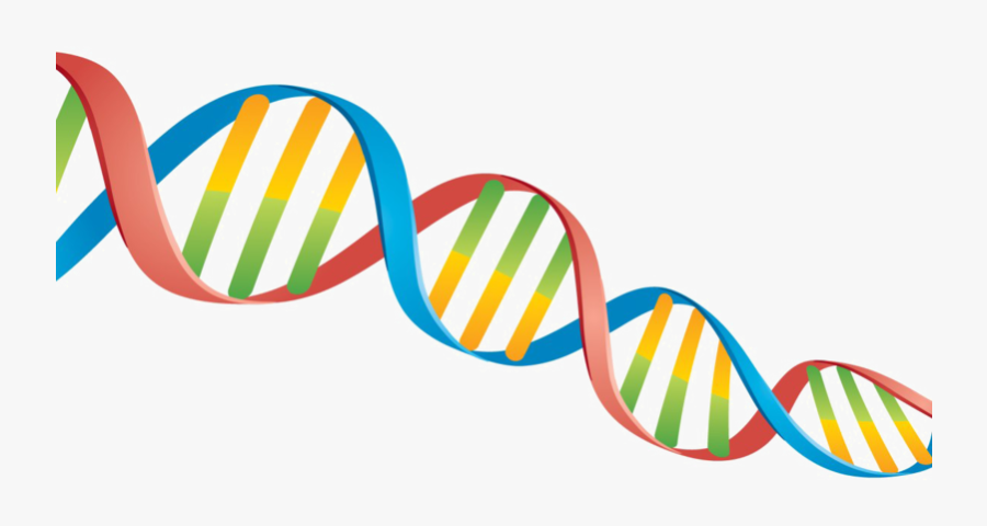 Dna Png Transparent Image - Doble Helice De Adn, Transparent Clipart