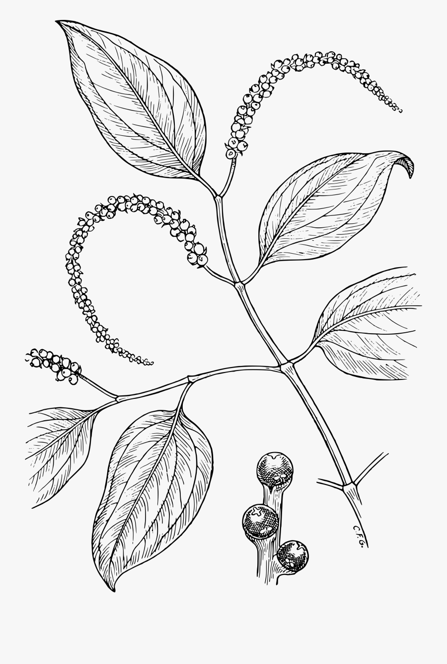 Transparent Pepper Clipart Black And White - Piper Nigrum Plant Drawing, Transparent Clipart