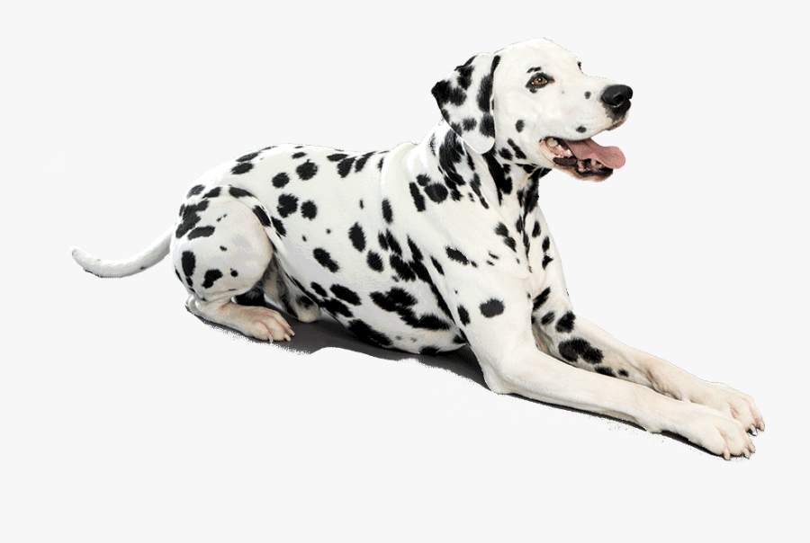 Dalmatian - Dalmatian .png, Transparent Clipart