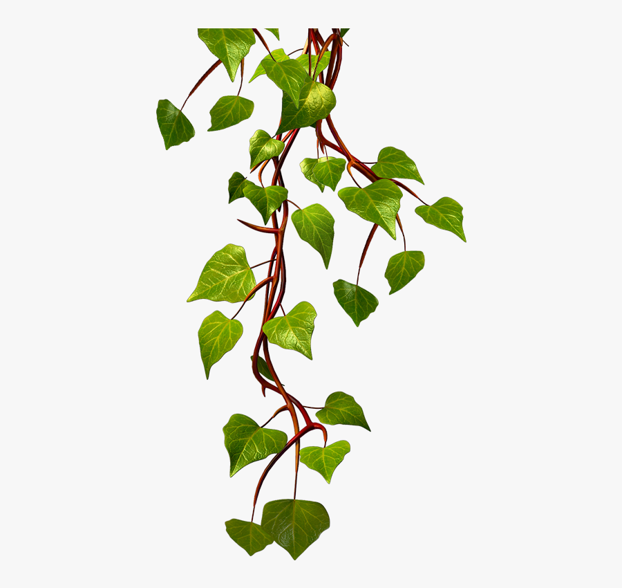 Hops Clipart Vine, Transparent Clipart