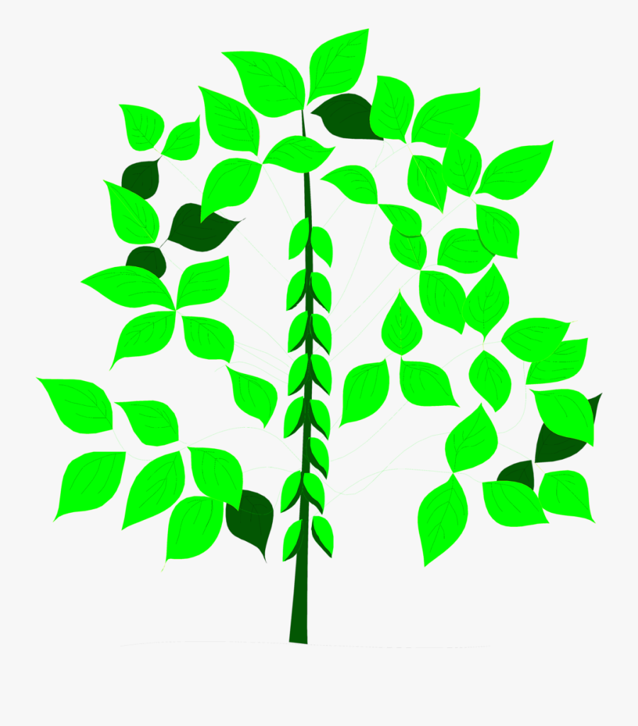 Li 6400 Li Cor, Transparent Clipart