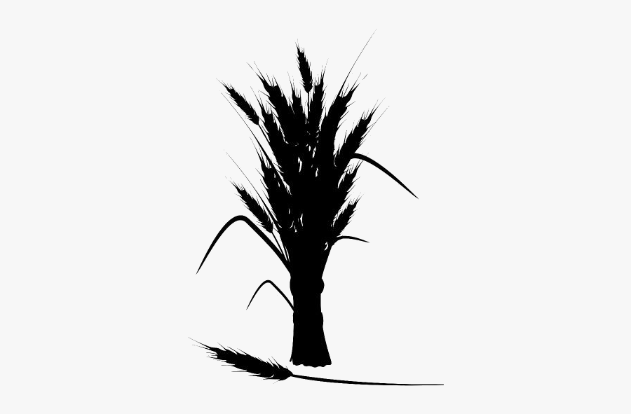 Wheat Harvest Png Transparent Images - 麦 穗 矢量 图, Transparent Clipart