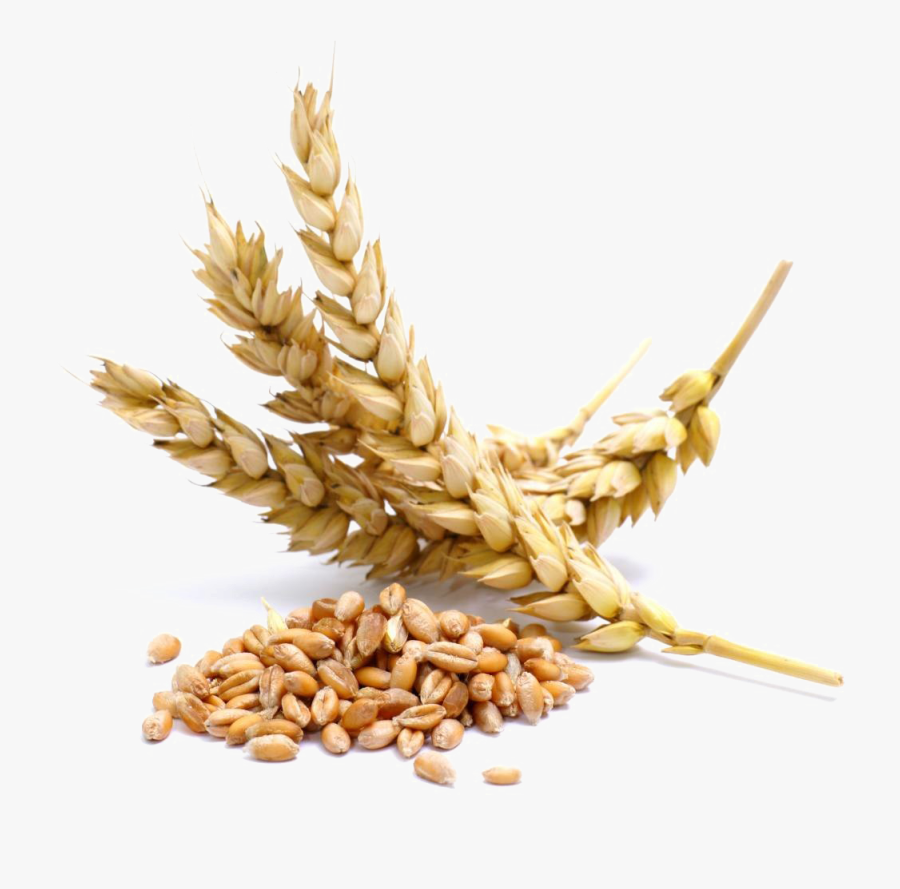 Wheat,farro,food,whole Grain,einkorn Grain,grass Family,cereal - Wheat Seeds, Transparent Clipart