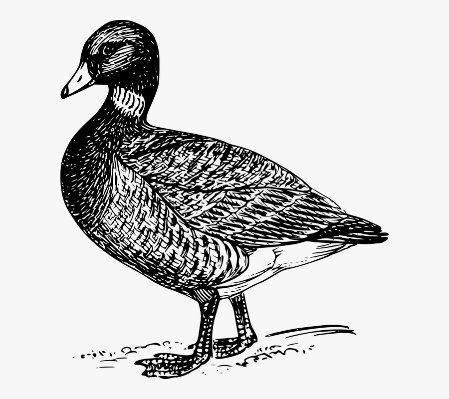 Dibujo De Un Pato Real, Transparent Clipart