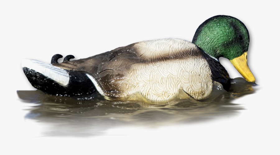 Mallard Drawing Goose Hunting - Canada Goose, Transparent Clipart