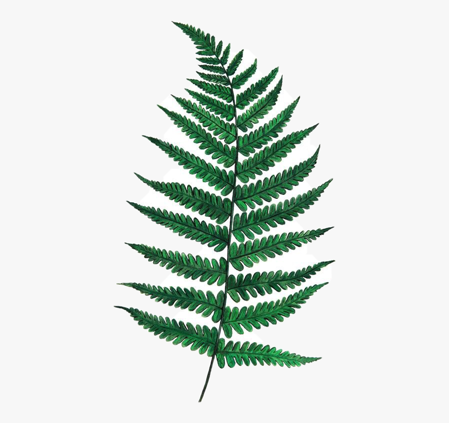 Fern Leaf Drawing - Draw A Fern Leaf Step, Transparent Clipart