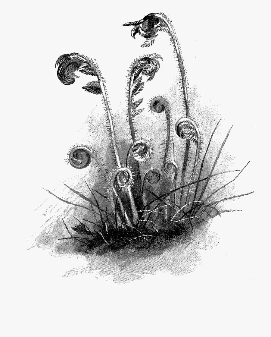 Botanical Art In Pencil, Transparent Clipart