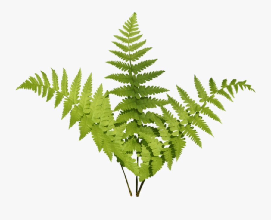 Jpg Free Tropical Flowers Stickers Transparent - Fern Png, Transparent Clipart