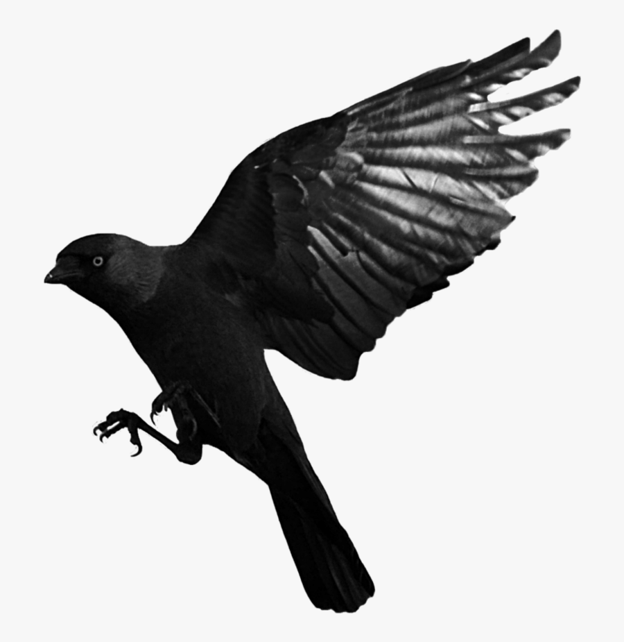 Flying Raven Transparent Background, Transparent Clipart