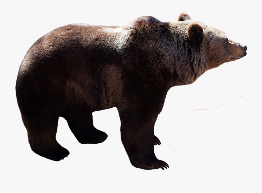 Profile View Of A Bear, Transparent Clipart