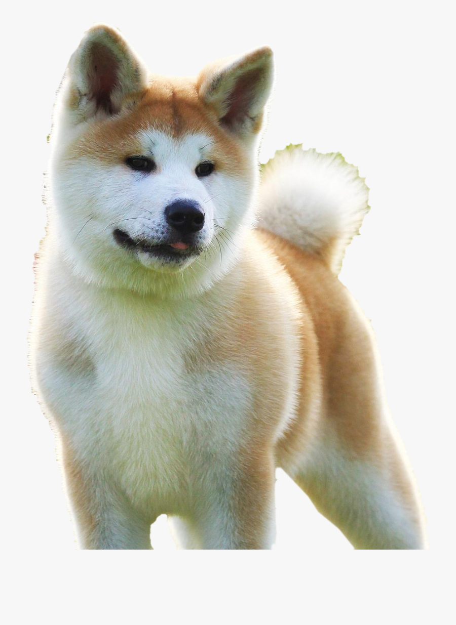 Akita Inu Png, Transparent Clipart