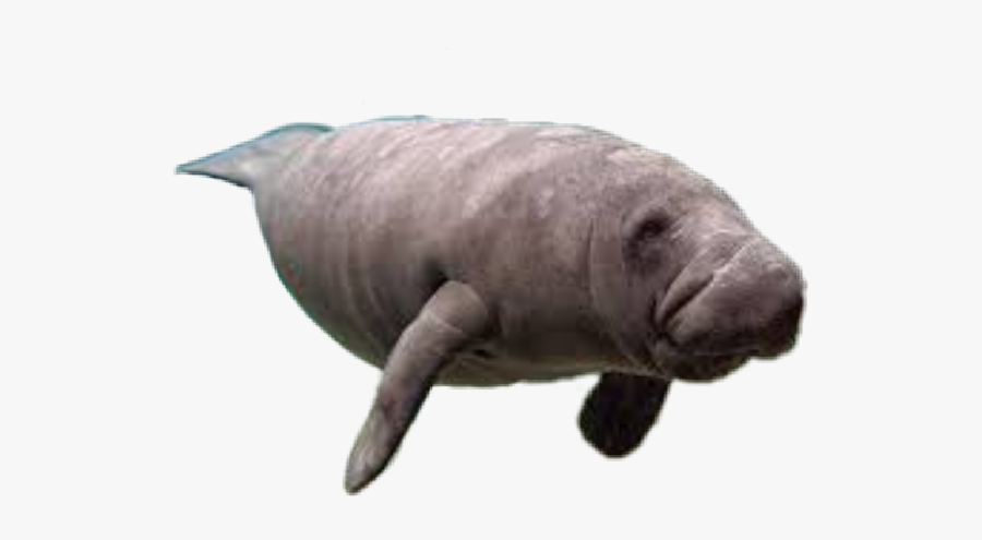 Manatee Freetoedit - Dugong, Transparent Clipart