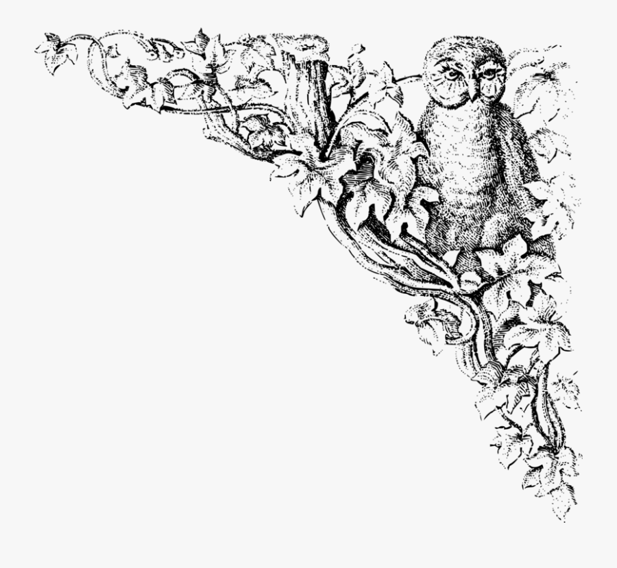 Line Art,plant,art - Clip Art Owls Public Domain, Transparent Clipart