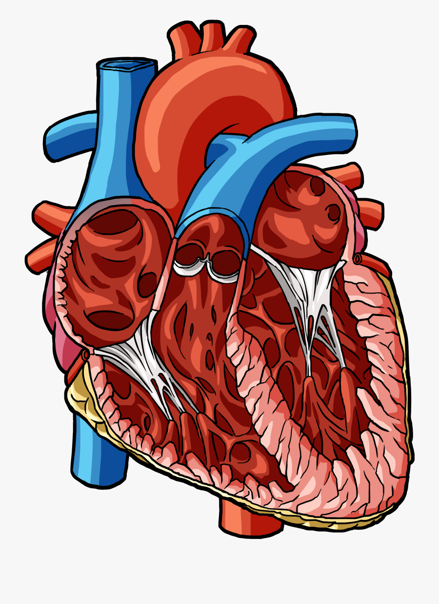 Illustration, Transparent Clipart