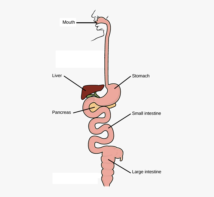 Drawing Of Organ System, Transparent Clipart