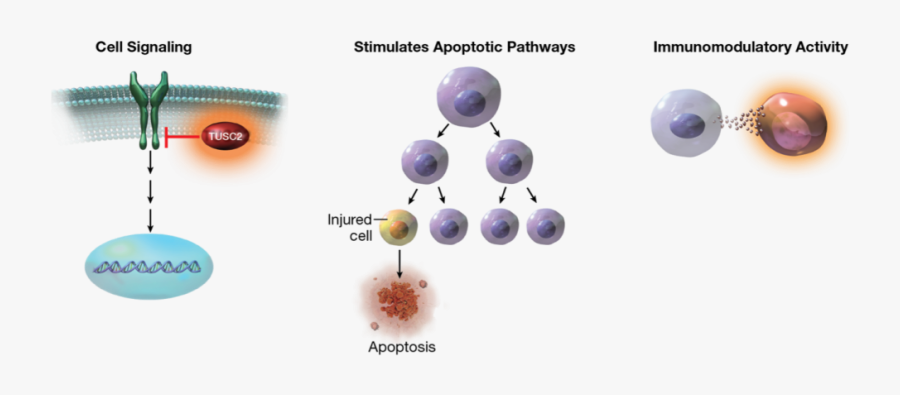 Cancer Cells, Re-establishes Pathways For Programmed - Bead, Transparent Clipart