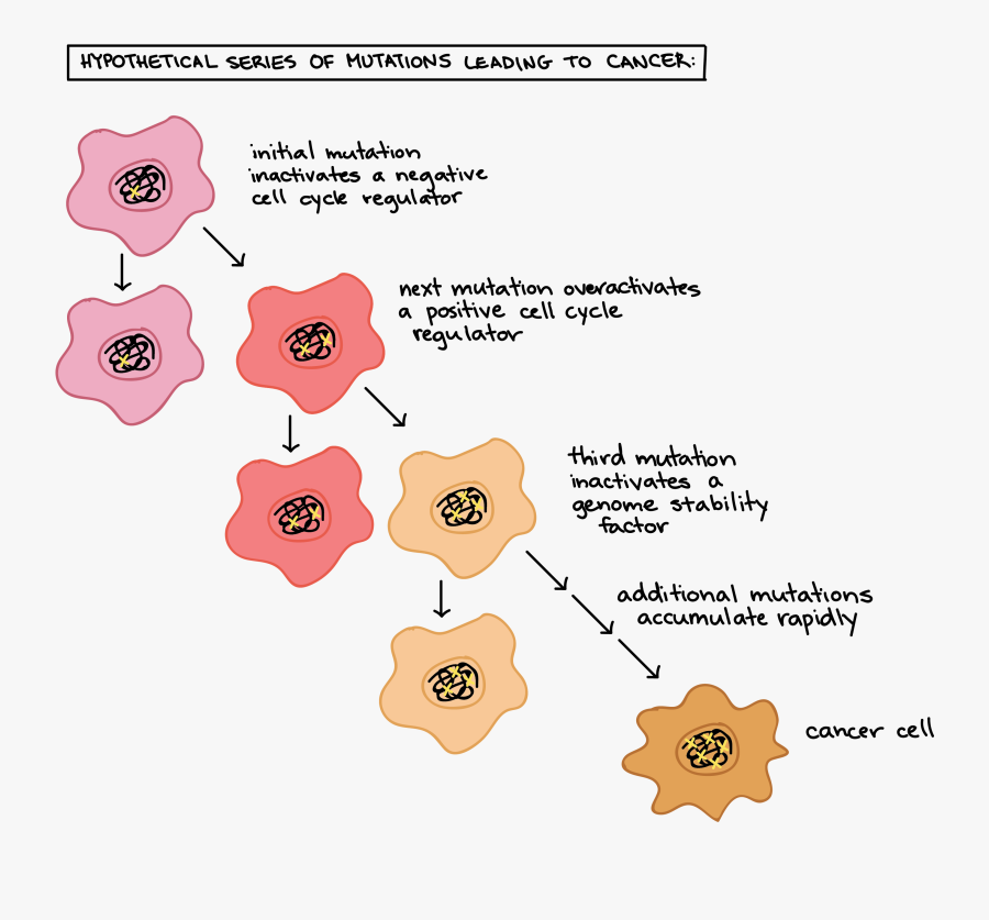 Transparent Hell In A Cell Png - Cancer In The Cell Cycle, Transparent Clipart