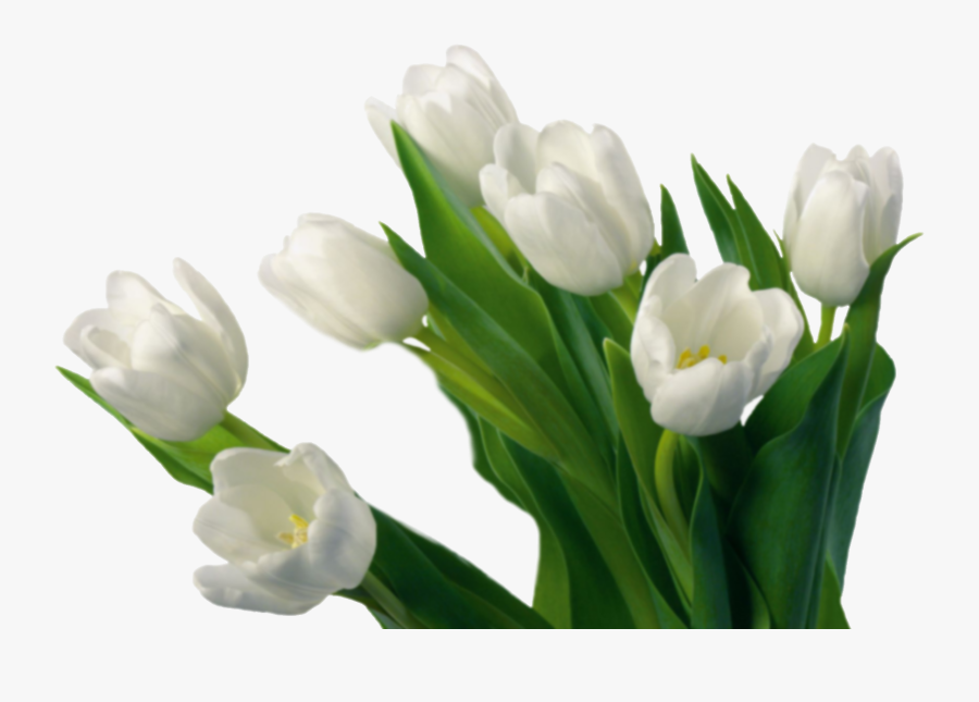 Clip Art Papel Tapiz Del Escritorio - Good Morning White Rose, Transparent Clipart