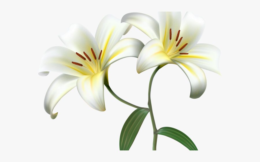 Lily Clipart Yellow Bell Flower - White Lily Transparent Background, Transparent Clipart