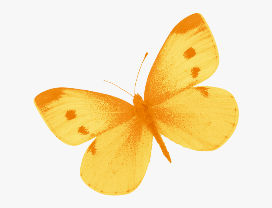 Png Of A Yellow Butterfly - Free Images Yellow Butterfly, Transparent Clipart
