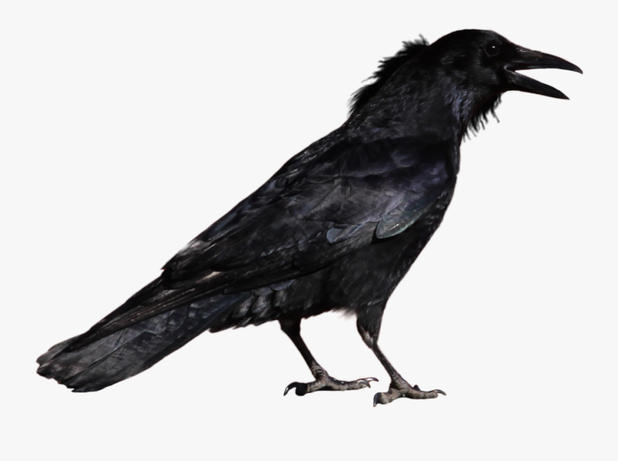 Raven Png - - Crow Png, Transparent Clipart