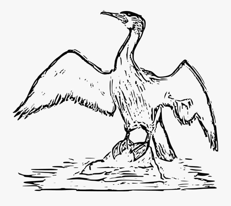 Cormorant, Sea Raven, Wings, Water - Cormorant Bird Drawing, Transparent Clipart