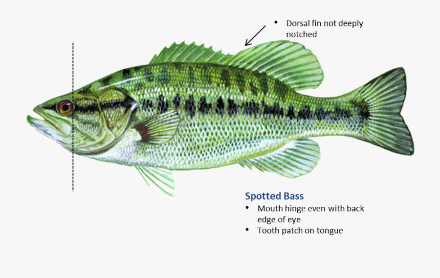 Bass Fish Png - Hinge On A Fish, Transparent Clipart
