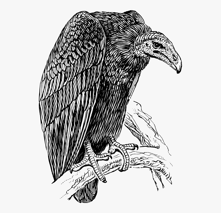Vulture Drawing, Transparent Clipart