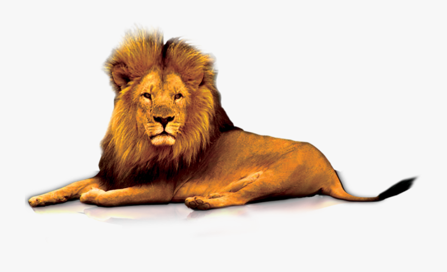 Clip Art Gate Clip Art Lion, Transparent Clipart