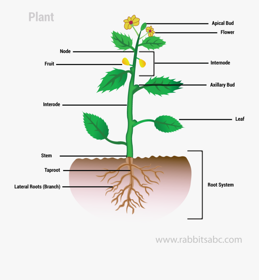 Plant Clipart - Parts Of A Plant Hd, Transparent Clipart