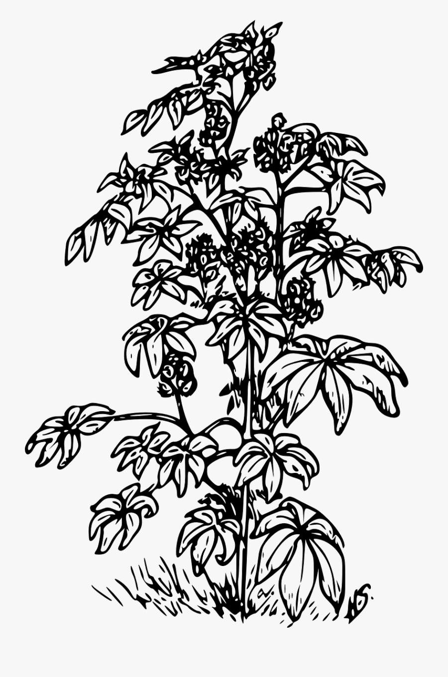 Black And White Coffee Tree, Transparent Clipart