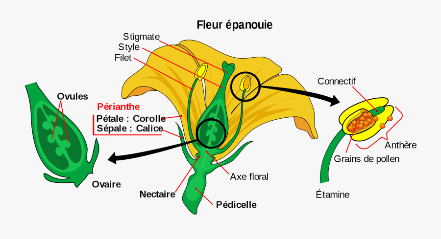 Parts Of A Flower Clipart , Png Download - Parts Of A Flower, Transparent Clipart