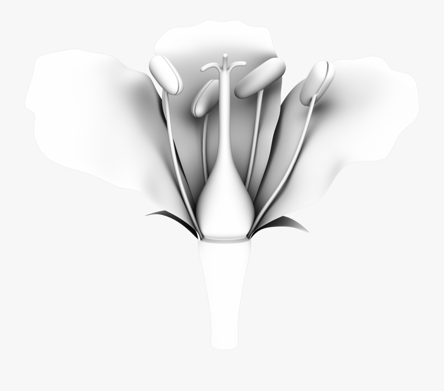 Transparent Lit Png - Giant White Arum Lily, Transparent Clipart