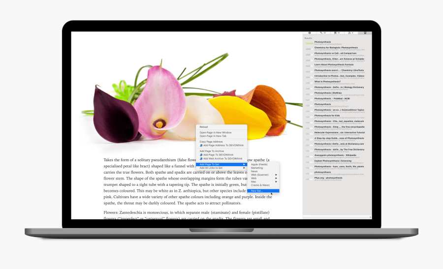 Calla Lily, Transparent Clipart