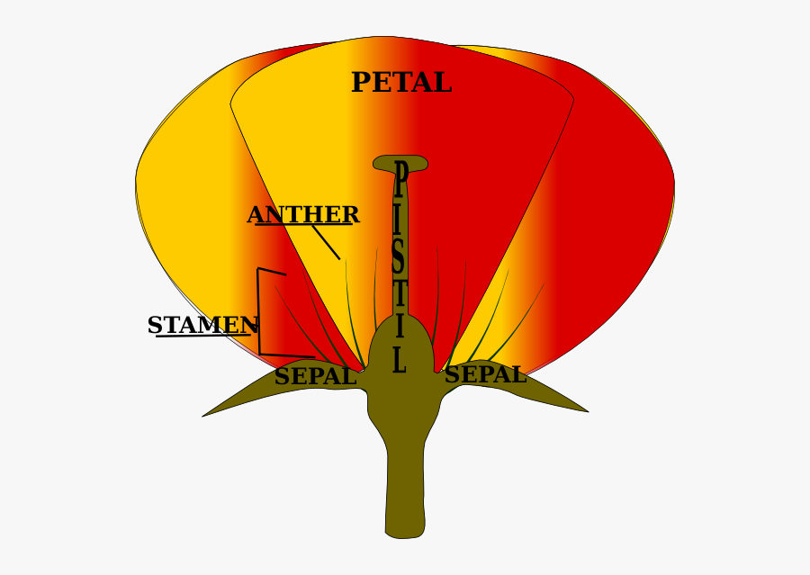 Clip Art, Transparent Clipart