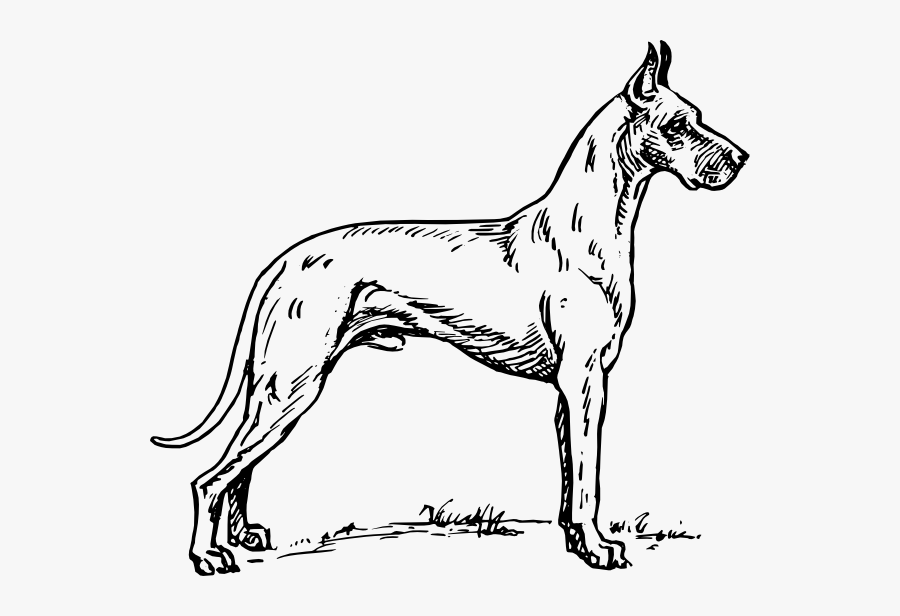 Great Dane Outline Drawing, Transparent Clipart
