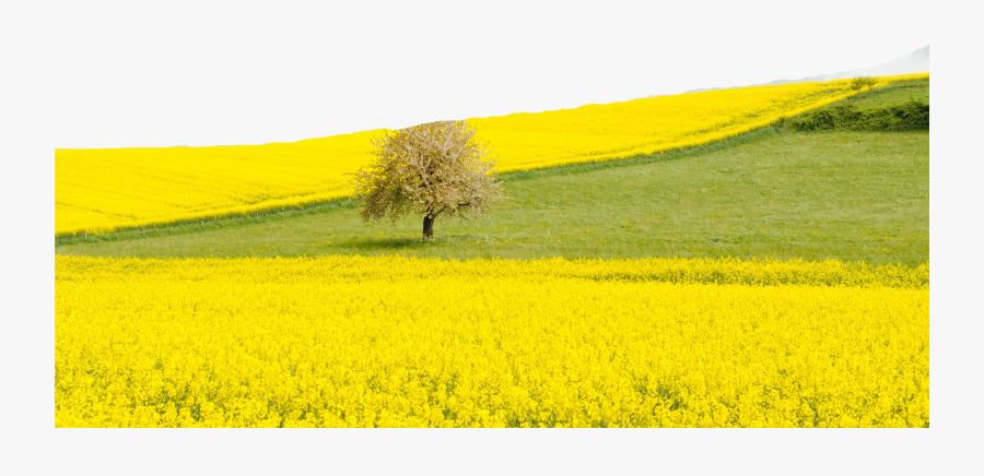 Clip Art Rape Flower, Transparent Clipart