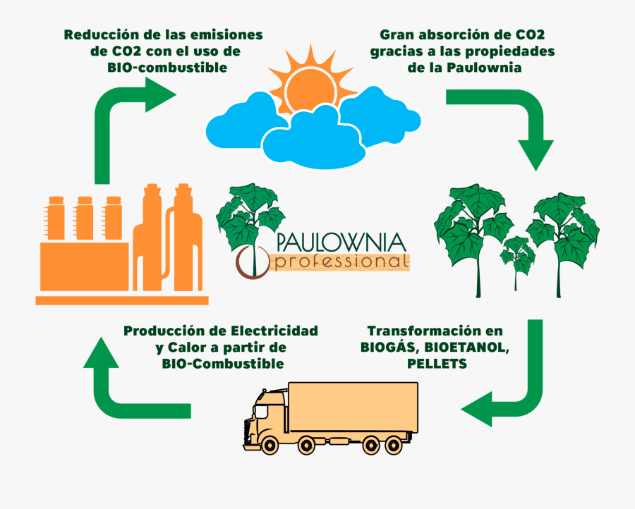 Sobre Paulownia"width="36 - Paulownia As Medicine, Transparent Clipart