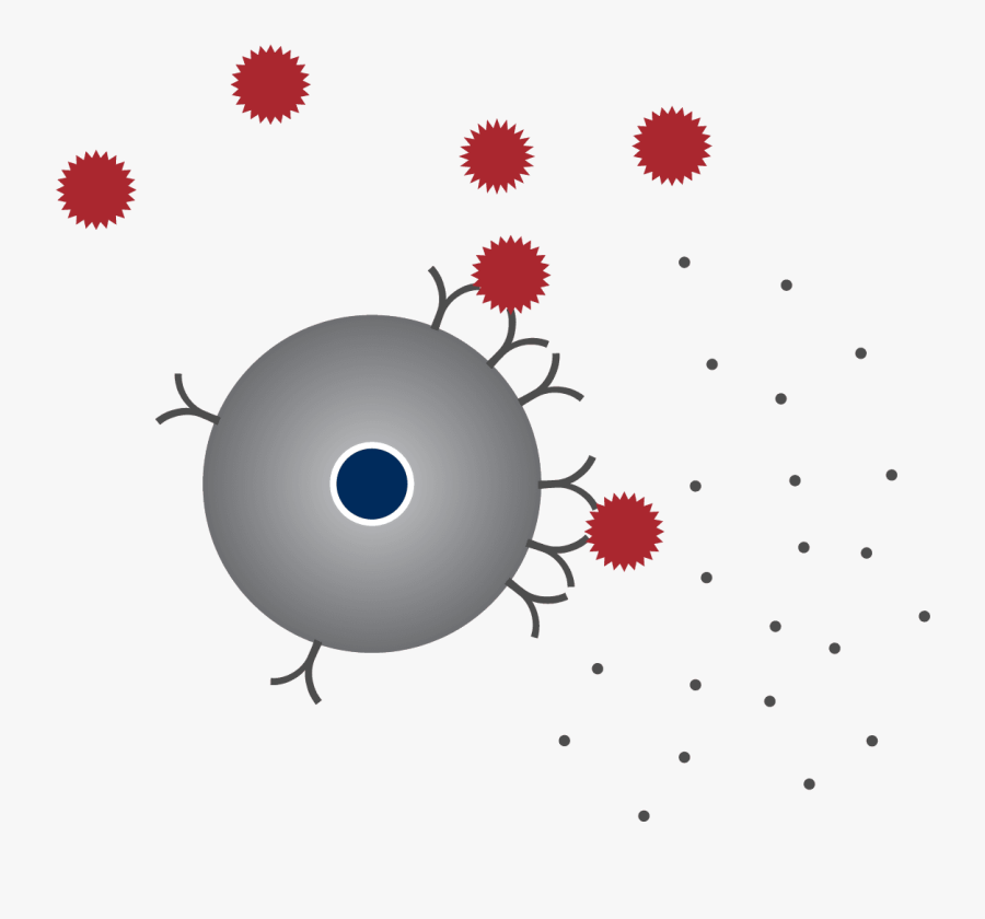 Allergens Attaching To The Mast Cells Receptors - Circle, Transparent Clipart