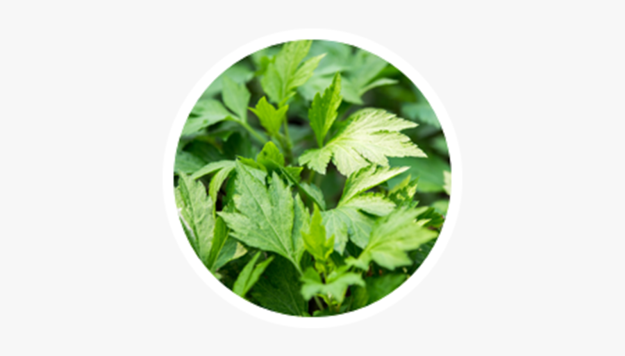 Parsley, Transparent Clipart