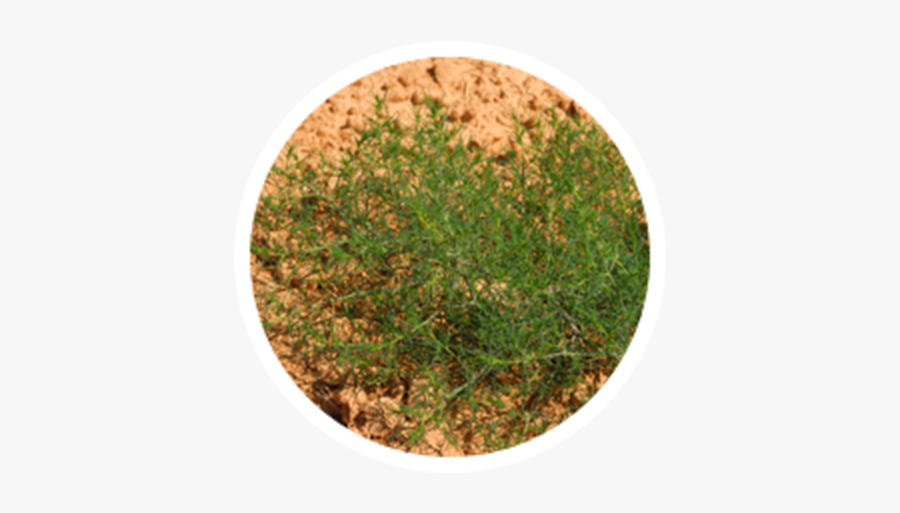 Circle, Transparent Clipart