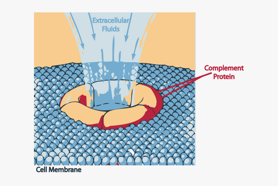 Image - Complement System , Free Transparent Clipart - ClipartKey