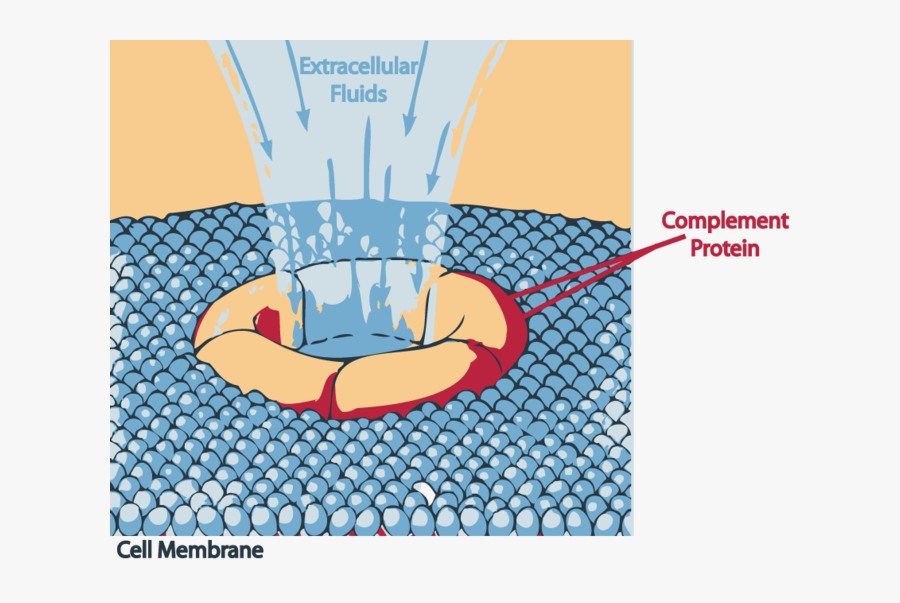 Image - Complement System, Transparent Clipart