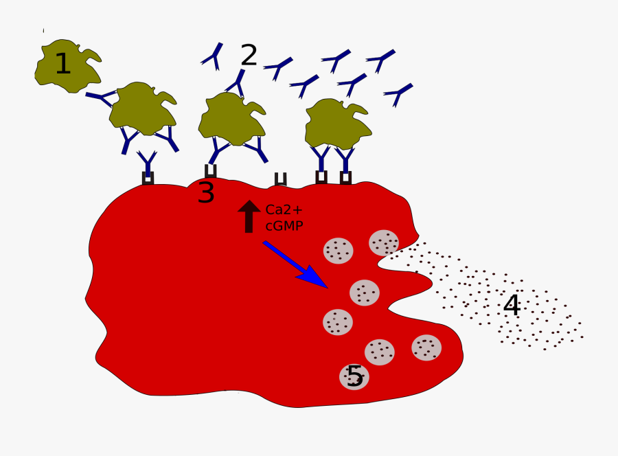 Mast Cell Degranulation, Transparent Clipart